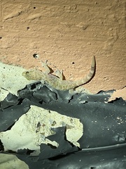 Hemidactylus turcicus