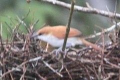 Certhiaxis mustelinus
