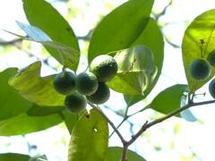 Atalantia racemosa