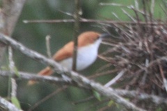 Certhiaxis mustelinus