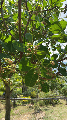Anacardium occidentale