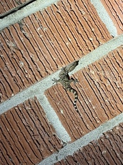 Hemidactylus turcicus