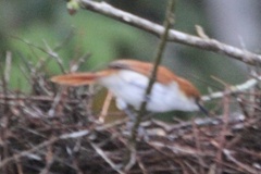 Certhiaxis mustelinus