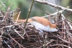 Certhiaxis mustelinus