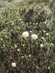 Pimelea ligustrina