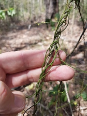 Cassytha pubescens