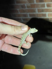 Hemidactylus turcicus