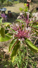 Clerodendrum quadriloculare