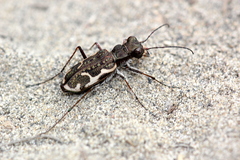 Neocicindela tuberculata