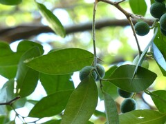 Atalantia racemosa