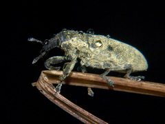 Gasteroclisus
