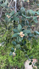 Ceanothus crassifolius