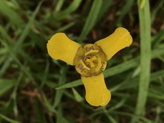 Trimezia martinicensis