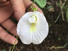 Clitoria ternatea albiflora