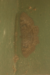 Erebus walkeri