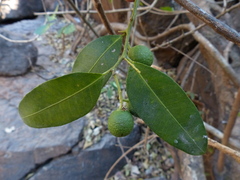 Atalantia racemosa