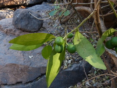 Atalantia racemosa