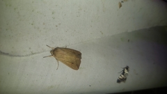 Mythimna convecta