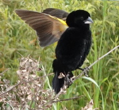 Euplectes capensis capensis