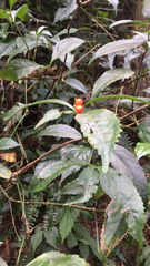 Sarcandra glabra