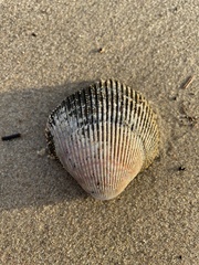 Dallocardia quadragenaria