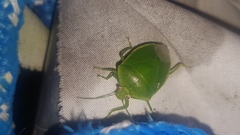 Glaucias