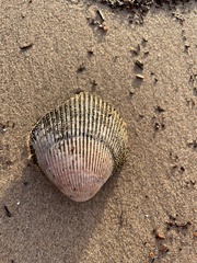 Dallocardia quadragenaria