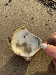 Dallocardia quadragenaria