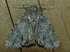 Acronicta immodica