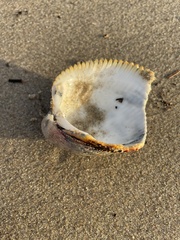 Dallocardia quadragenaria