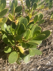 Scaevola plumieri