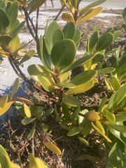 Scaevola plumieri