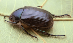 Scarabaeidae