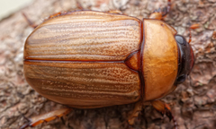 Scarabaeidae
