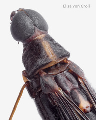 Lymexylidae