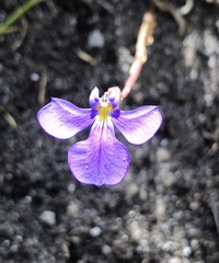Lobelia tenuior