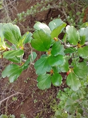 Ribes speciosum