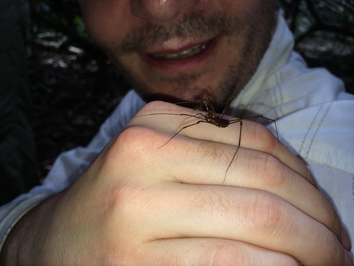 Epedanidae