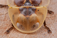 Cratomorphus