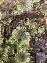 Hypnodendron