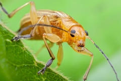 Insecta