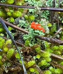 Cladonia didyma