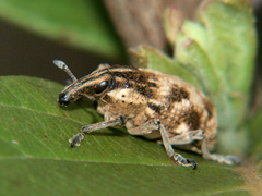 Neocleonus