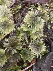 Hypnodendron