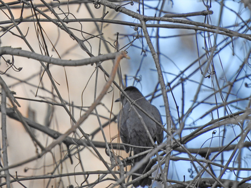Gray Catbird photographed in South Carolina
