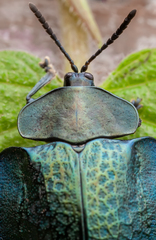 Cyrtonota conglomerata