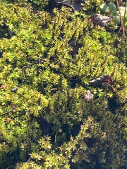 Ptychostomum pseudotriquetrum