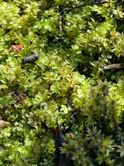 Ptychostomum pseudotriquetrum