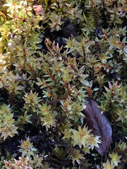 Ptychostomum pseudotriquetrum