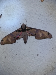 Adhemarius gannascus